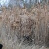Hunting camouflage - Image 6