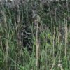 Hunting camouflage - Image 11